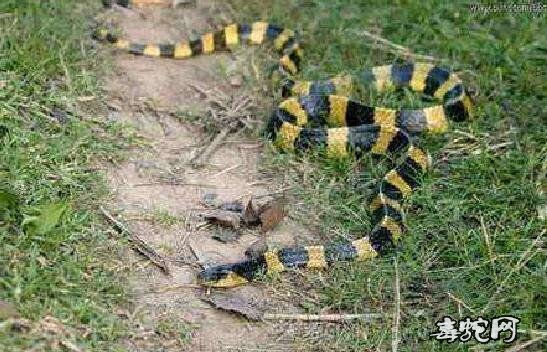 黄赤练蛇、有黄赤练蛇吗？黄赤练蛇是什么蛇品种？