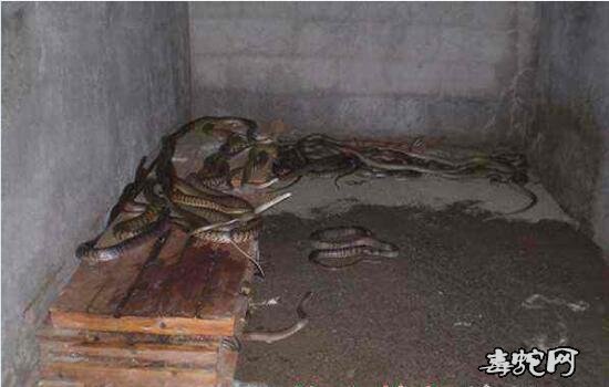 养王锦蛇好还是养水律蛇好?