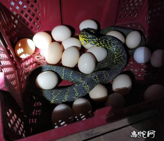 养王锦蛇/大王蛇可以喂鸡蛋吗？