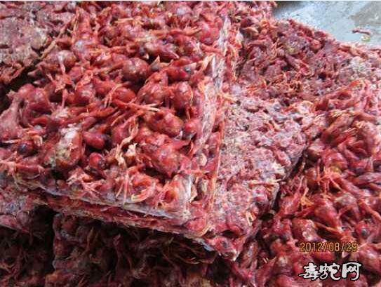 养王锦蛇/大王蛇可以喂鸡蛋吗?