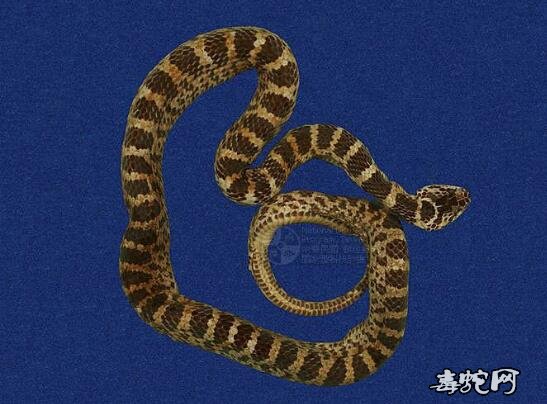 红斑蛇/赤练蛇标本图片