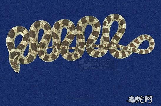 红斑蛇/赤练蛇标本图片