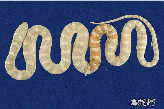红斑蛇/赤练蛇标本图片
