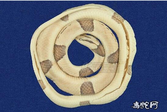 红竹蛇/紫灰锦蛇标本图片