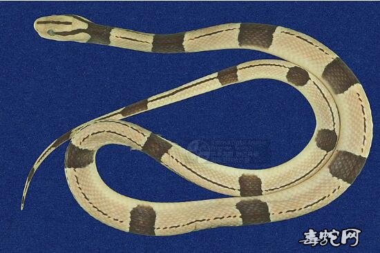 红竹蛇/紫灰锦蛇标本图片