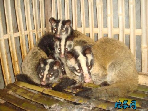 2020年2月21日果子狸价格行情、今日果子狸多少钱一斤?