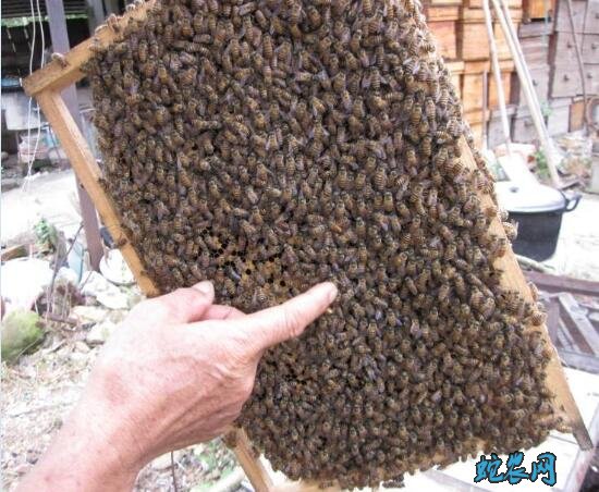 2020年2月21日蜜蜂价格行情、今日中蜂/意蜂/土蜂多少钱一箱?