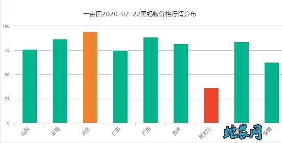 2020年2月22日黑蚂蚁价格行情、今日大黑蚂蚁多少钱一斤?