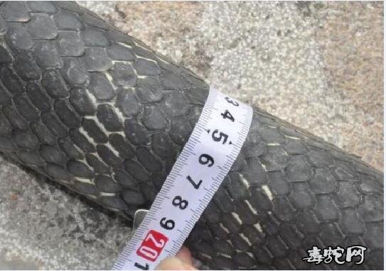 有一百斤眼镜王蛇广西！最大眼镜王蛇能长多大？