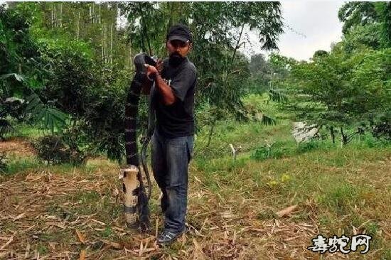 有一百斤眼镜王蛇广西！最大眼镜王蛇能长多大？