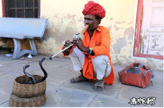印度人玩的眼镜蛇为何不咬人？