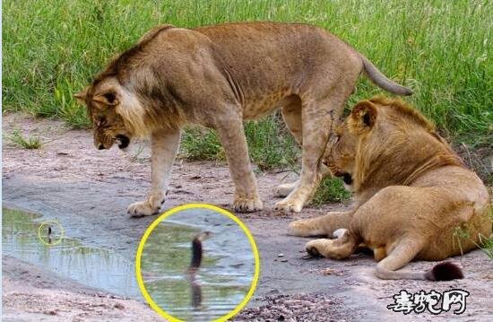 为什么眼镜蛇咬不死狮子？