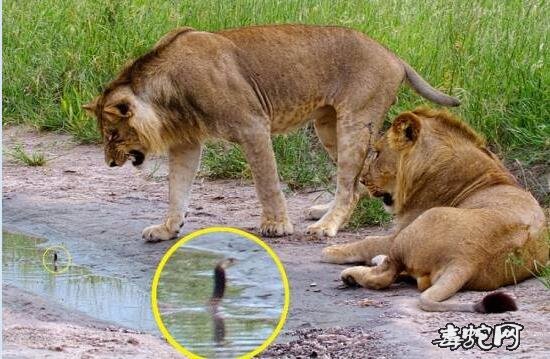 为什么眼镜蛇咬不死狮子?