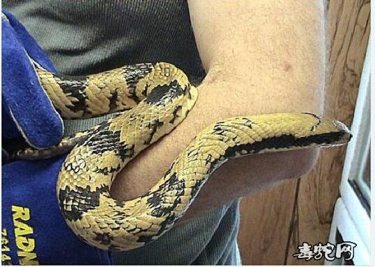 水蛇有没有毒?
