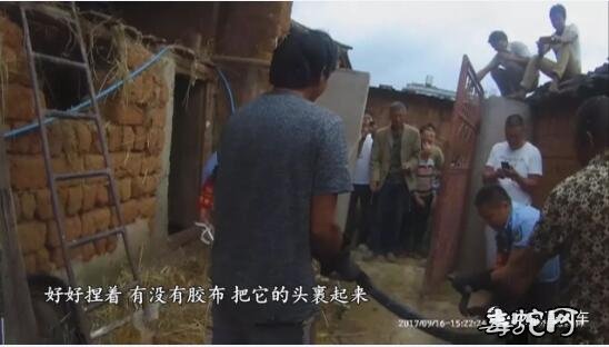 南华民警合力捕捉12斤眼镜王蛇!足足有3米多长