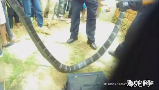 南华民警合力捕捉12斤眼镜王蛇！足足有3米多长