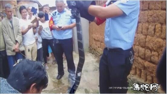 南华民警合力捕捉12斤眼镜王蛇!足足有3米多长