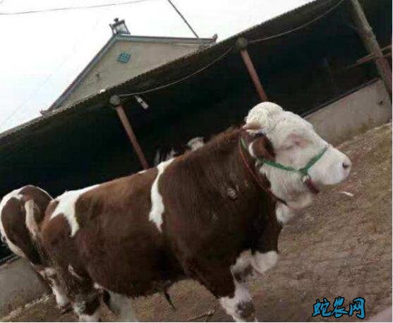 怎么养牛?怎么养牛才能养的好长的快?