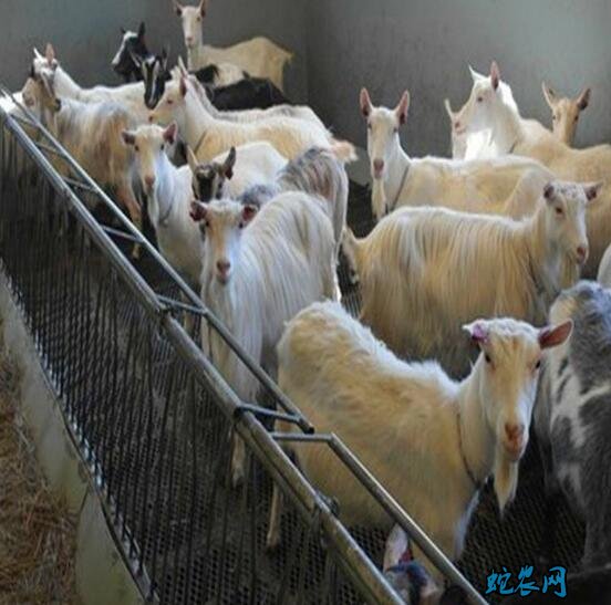 羊床养羊、用羊床养羊的好处都有哪些?
