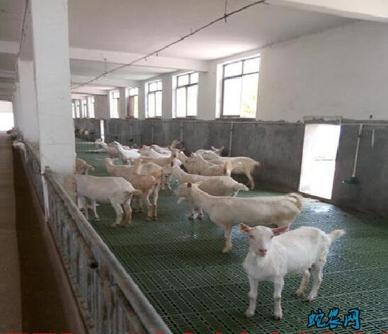 羊床养羊、用羊床养羊的好处都有哪些?