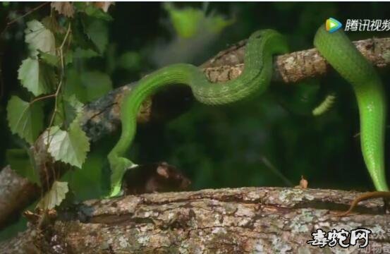 竹叶青蛇苗、竹叶青蛇苗喂食视频