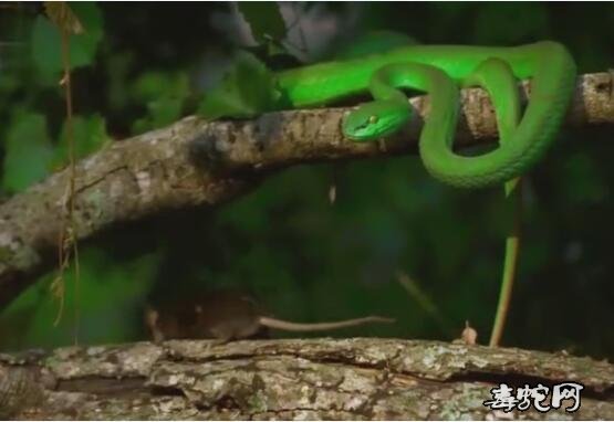 竹叶青蛇苗、竹叶青蛇苗喂食视频