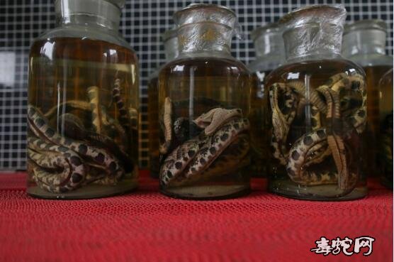 矛头蝮蛇能用来泡酒吗?