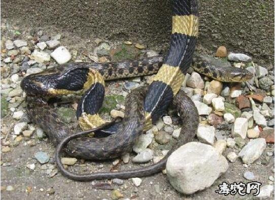 广西南部方向哪里能找到金环蛇银环蛇？