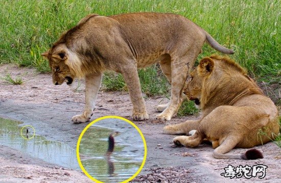 两头猛狮被年幼眼镜蛇苗吓退！