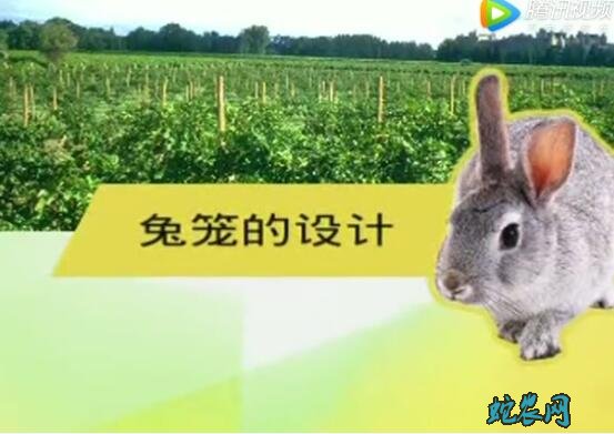 兔子养殖技术、兔子养殖技术大全视频教程