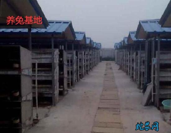 养兔基地、国内大型养兔基地在哪里?