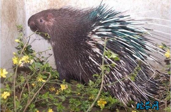 种苗豪猪、豪猪种苗多少钱一只2020?