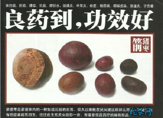 豪猪枣、豪猪枣是什么?豪猪枣有什么功效与作用?