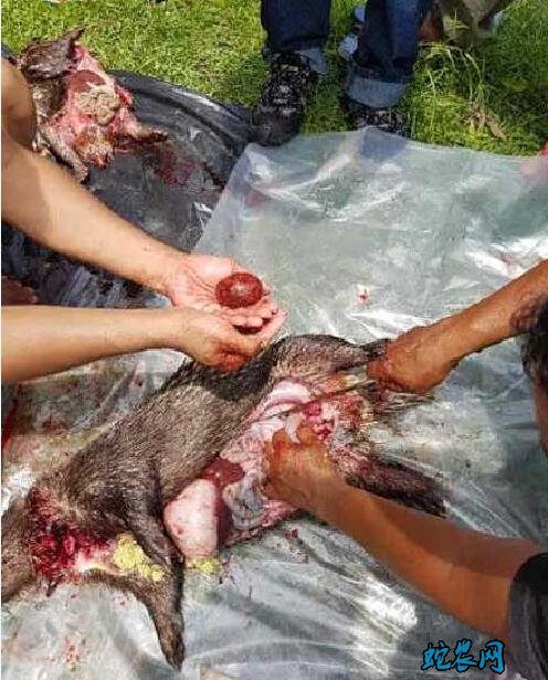 豪猪枣、豪猪枣是什么?豪猪枣有什么功效与作用?