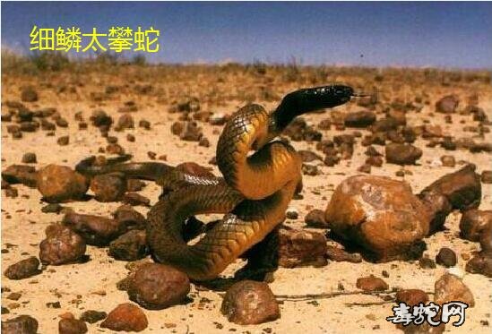科普:内陆太攀蛇和太攀蛇的区别