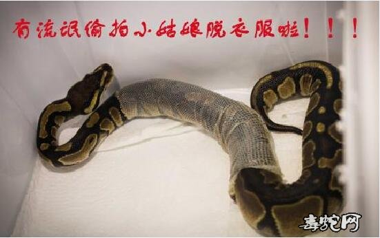 球蟒蜕皮、怎么看出球蟒要蜕皮?蜕皮后多久喂食?