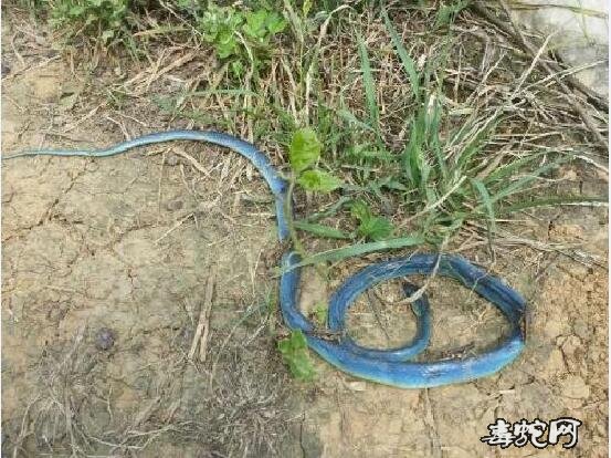 翠青蛇死后会变色!会变成蓝色吗?