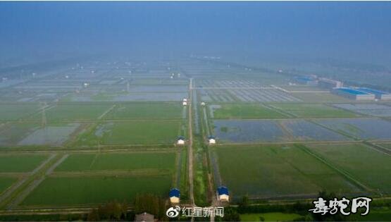 湖北潜江小龙虾复市?此次禁食野生动物不包括小龙虾!