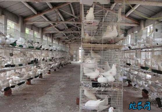 肉鸽、肉鸽养殖成本与利润分析!