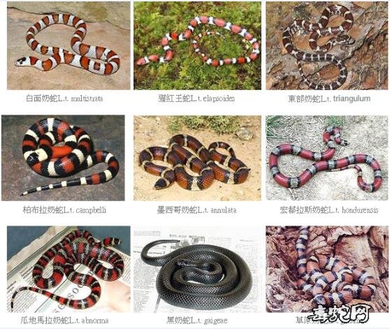 各种牛奶蛇图片大全欣赏!