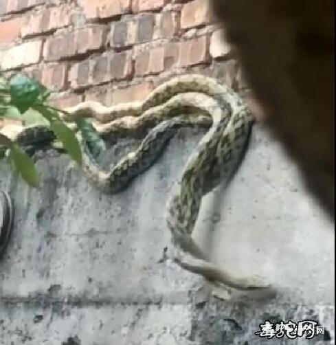 菜花蛇会爬墙吗？