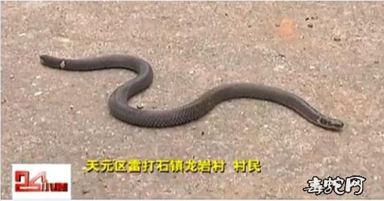 村民挖出罕见两头蛇！两头蛇是怎么样子的？