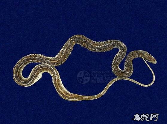 蛇标本图片大全:花浪蛇/草花蛇/黄带水蛇标本图片