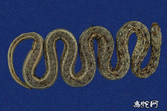 蛇标本图片大全：花浪蛇/草花蛇/黄带水蛇标本图片