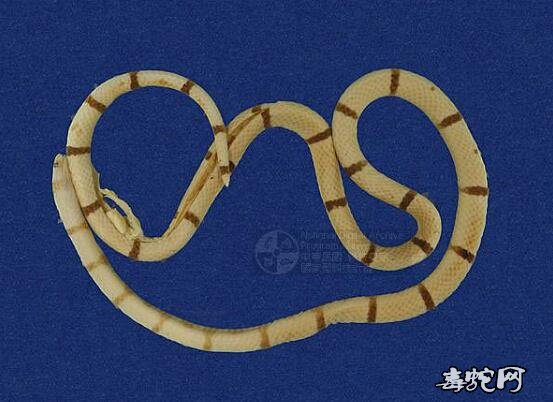 蛇标本图片大全：环纹赤蛇/丽纹蛇标本图片