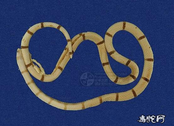 蛇标本图片大全:环纹赤蛇/丽纹蛇标本图片