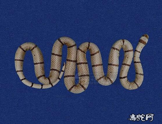 蛇标本图片大全:环纹赤蛇/丽纹蛇标本图片