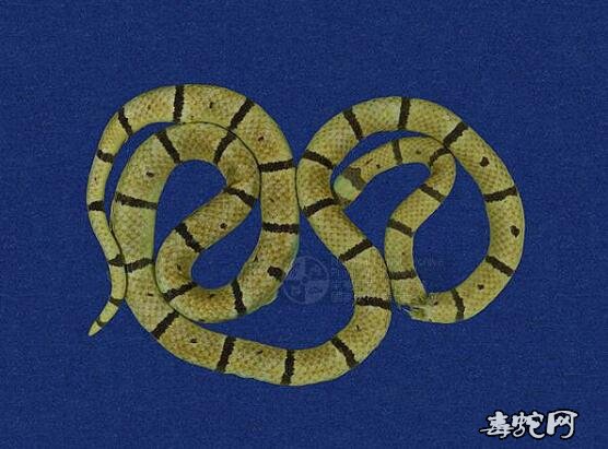 蛇标本图片大全:环纹赤蛇/丽纹蛇标本图片