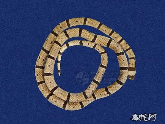 蛇标本图片大全:环纹赤蛇/丽纹蛇标本图片