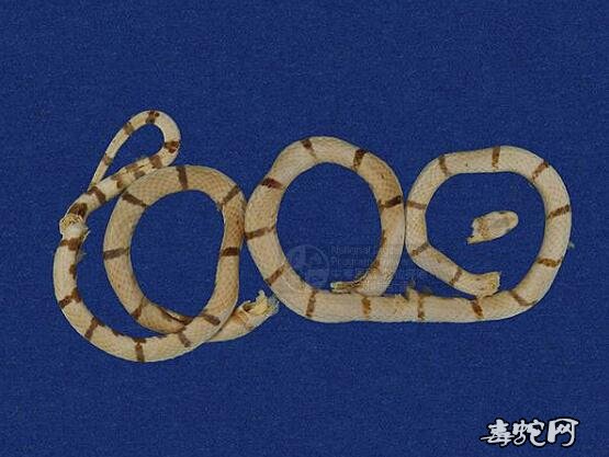 蛇标本图片大全:环纹赤蛇/丽纹蛇标本图片